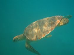 sea turtle on saint john by Ian Murta 